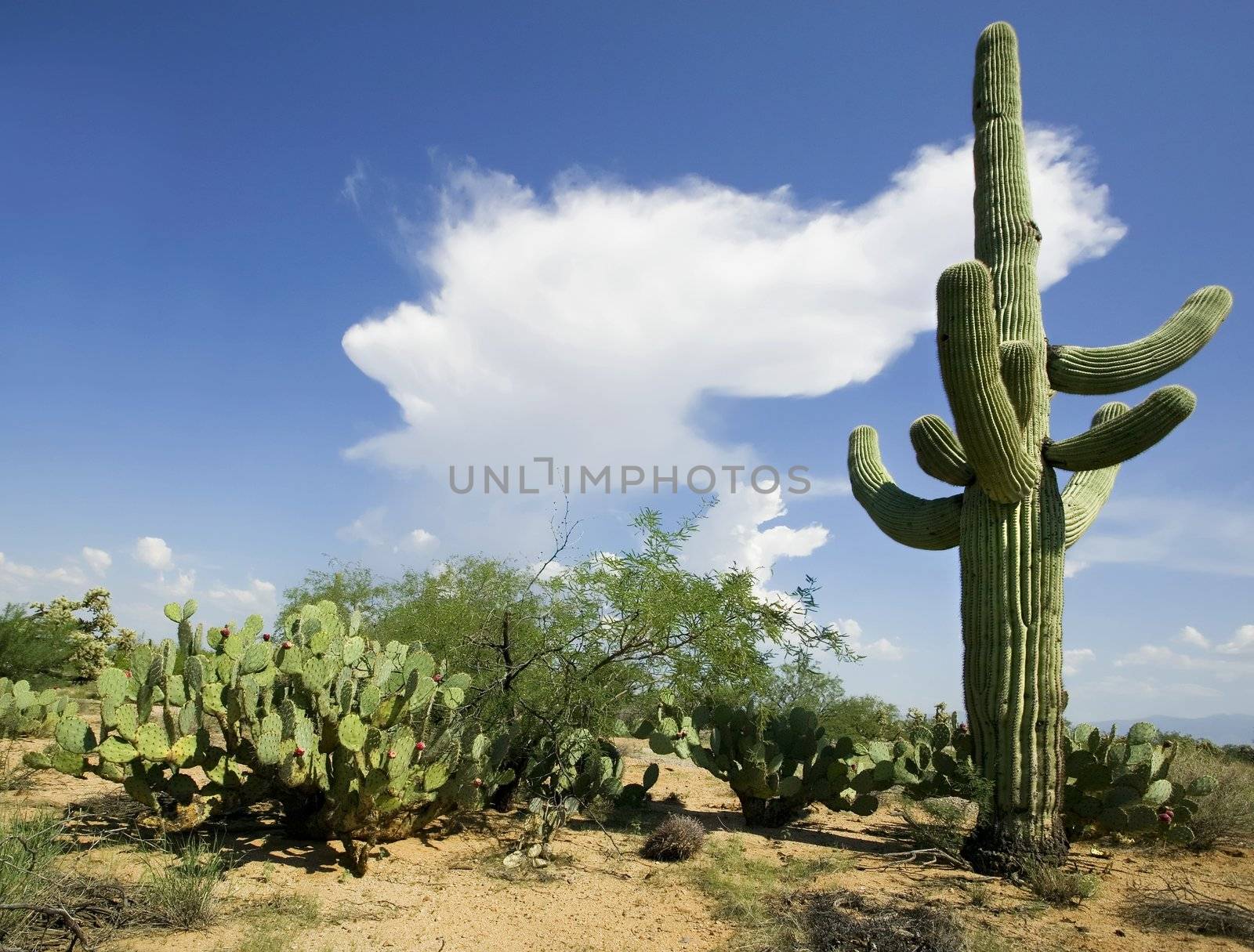 Saquaro cactus against blu sky with a cloud forming.