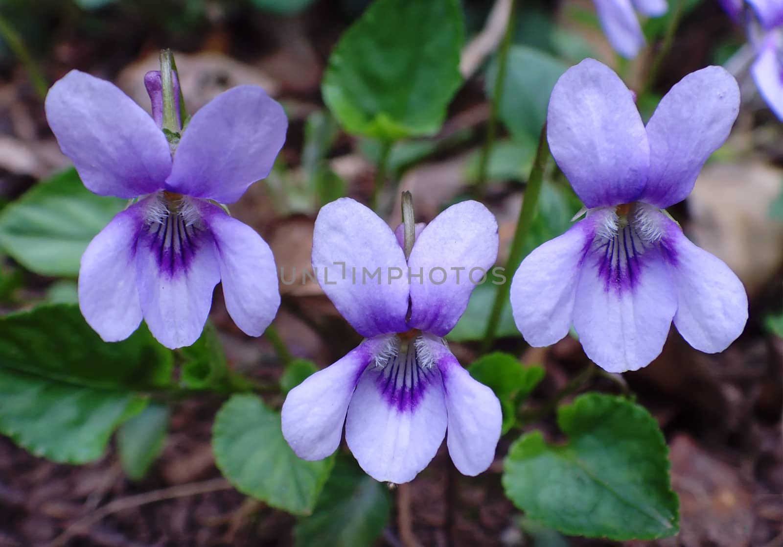 a close up of a three violets