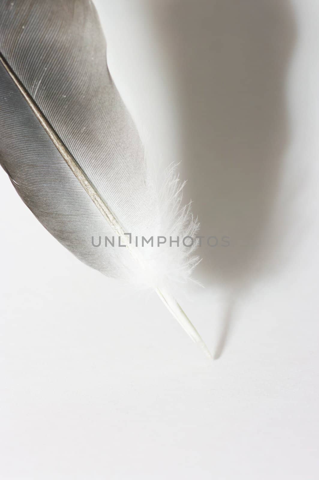 Feather on the white background