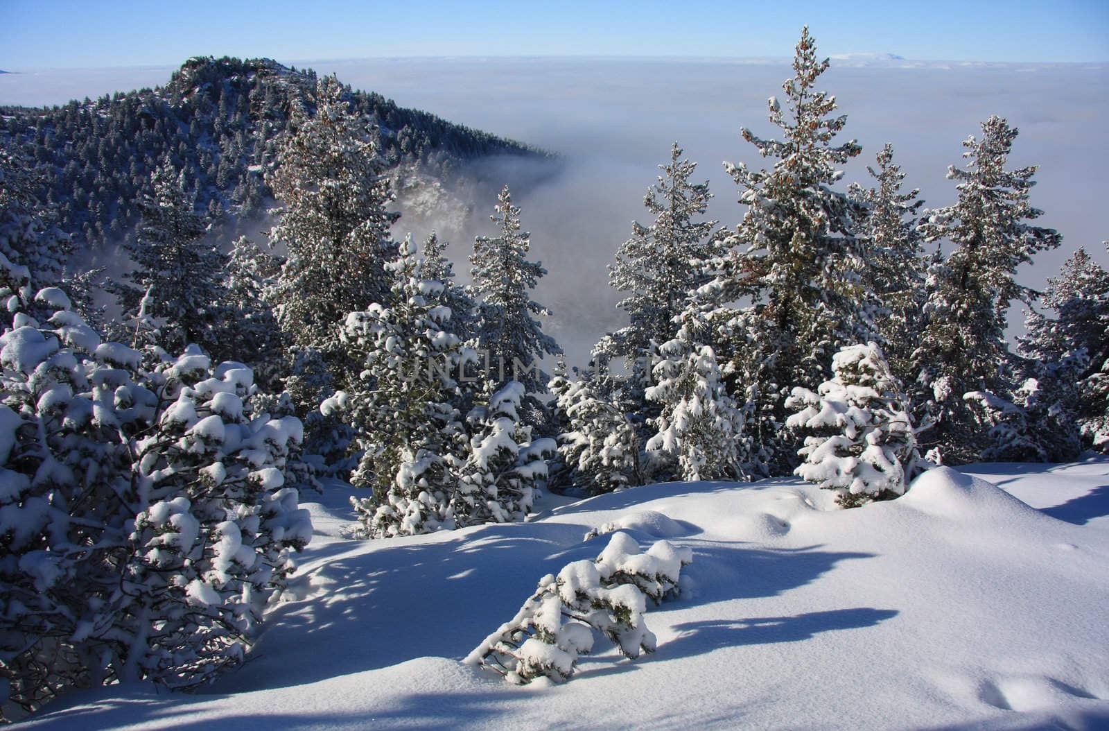 Winter Landscape in the mountains with snow fir trees, Bulgaria