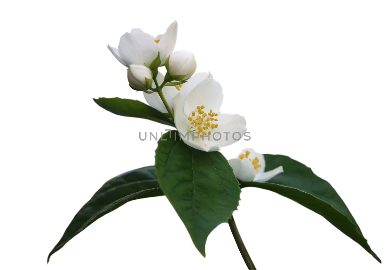 Jasmine branch with flowers and buds isolated on white background