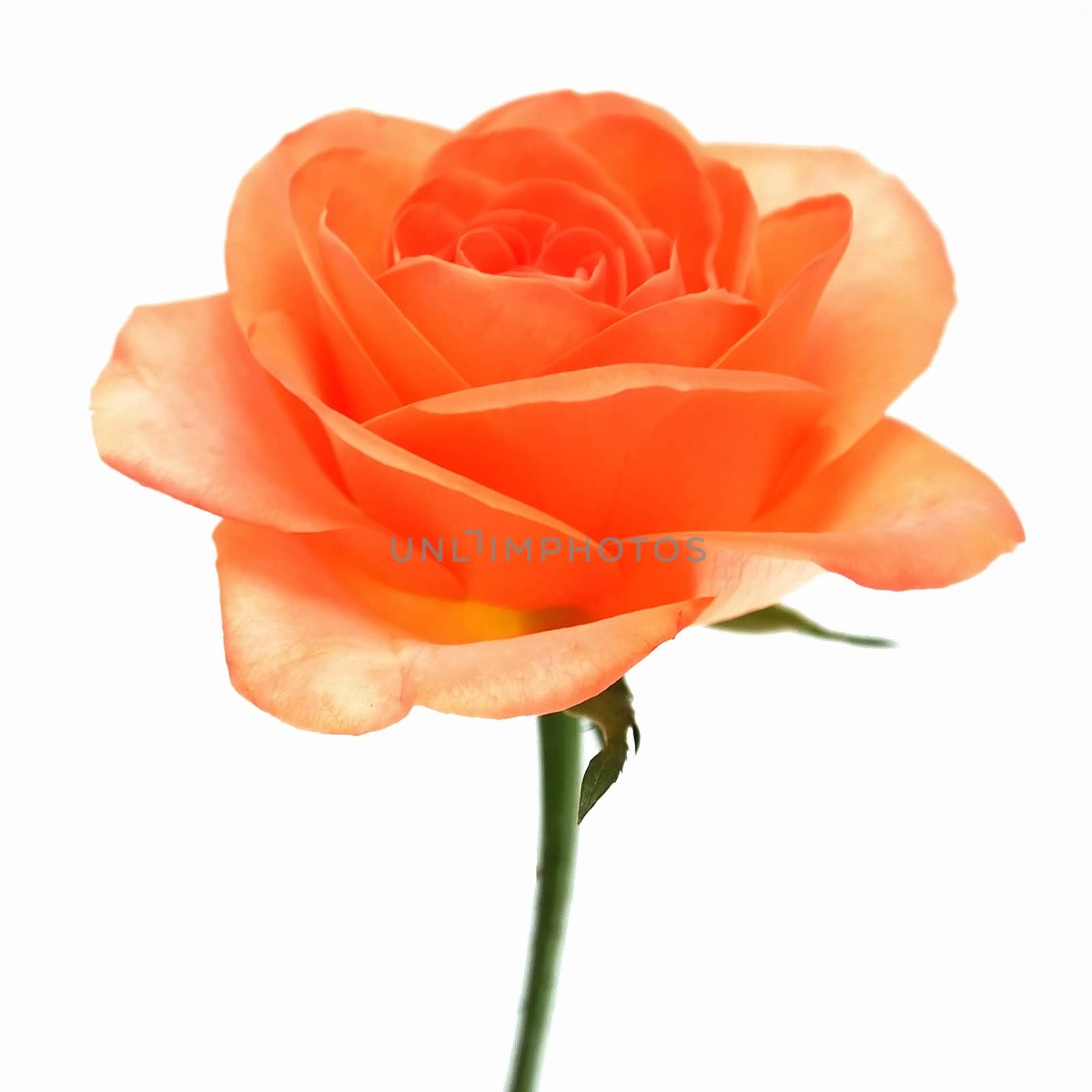 isolated romantic orange rose
