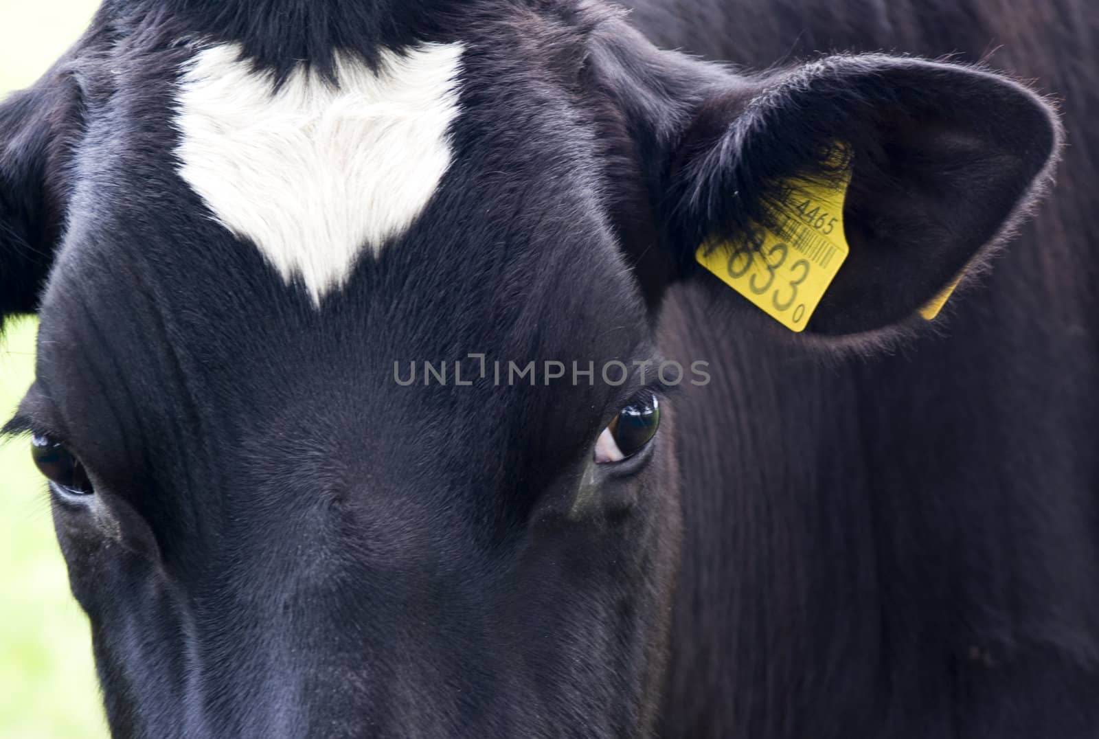 Close up of a black cow.