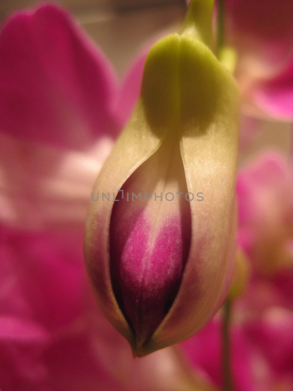 orchid, flower, pink, white, blooming, flora, exotic, beauty, plant, decoration
