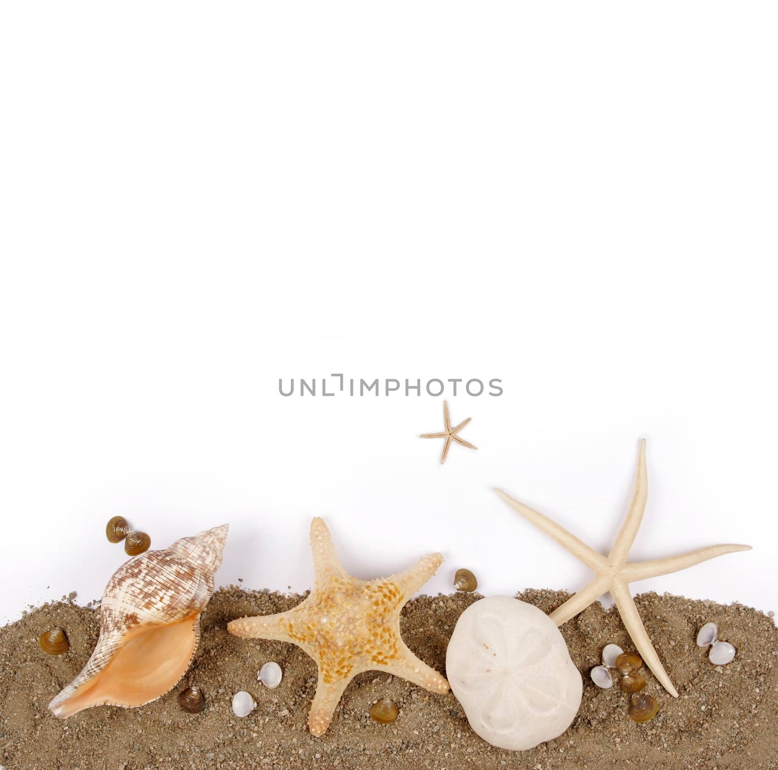 Beach sand with sea shell and star fish postcard