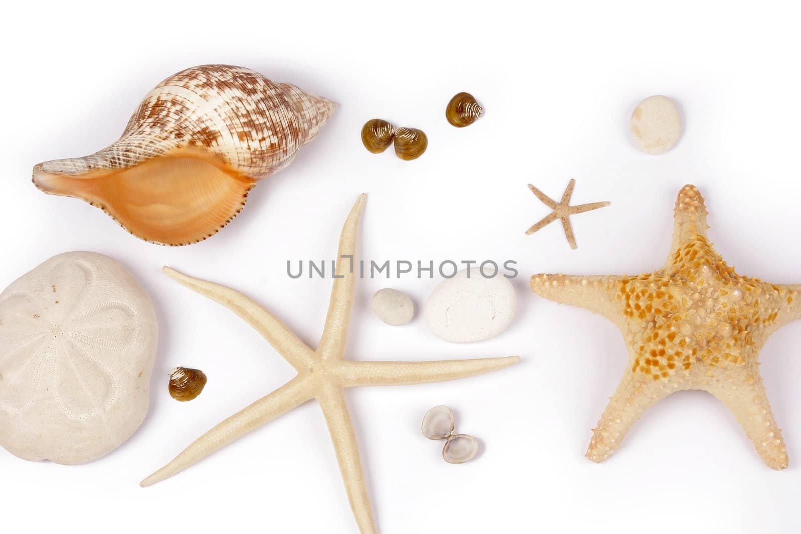 Beach postcard with sea shell and star fish