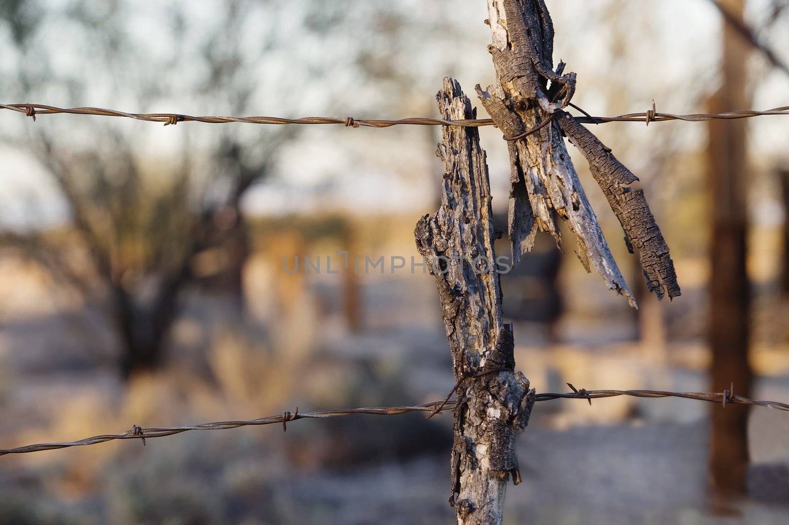 Barbed wire at sunset with a twisted broken stick.