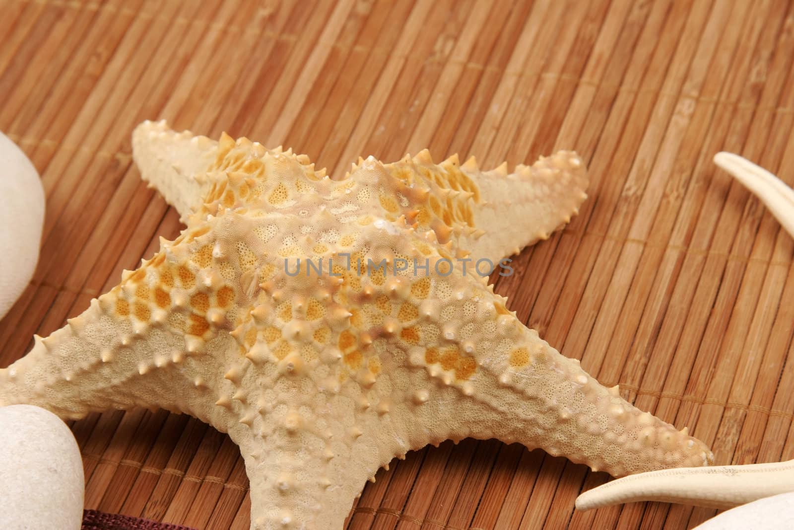 Beach postcard with sea shell and star fish