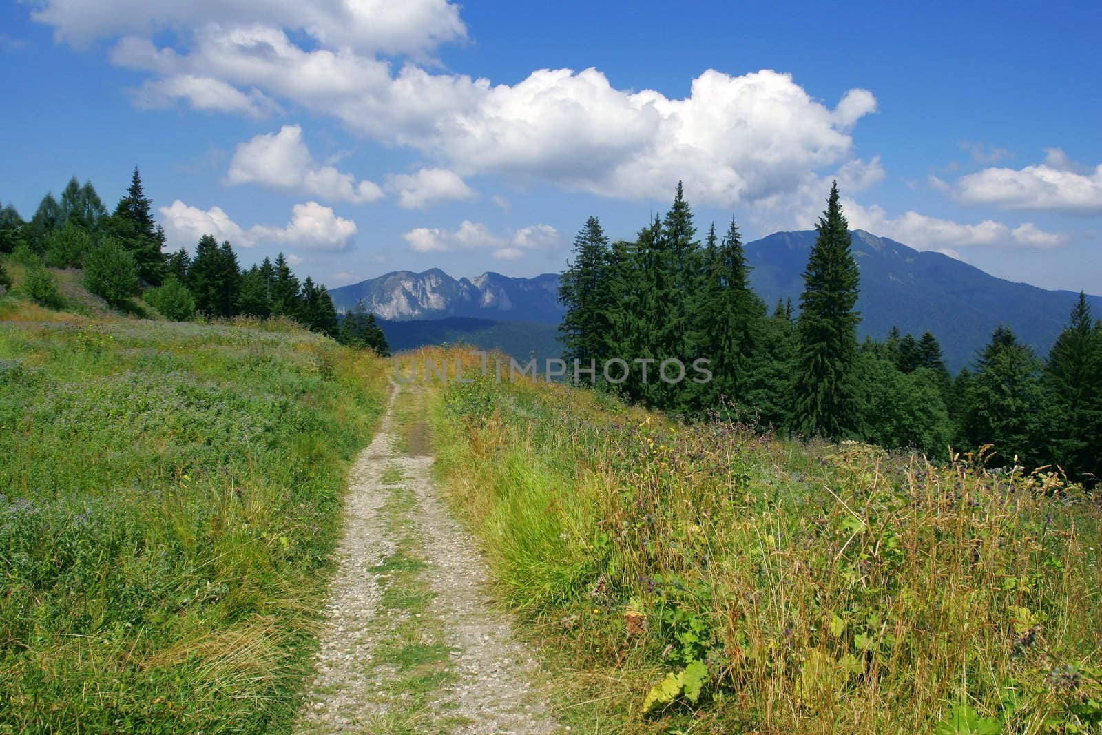 Countryside road path through coniferous forest