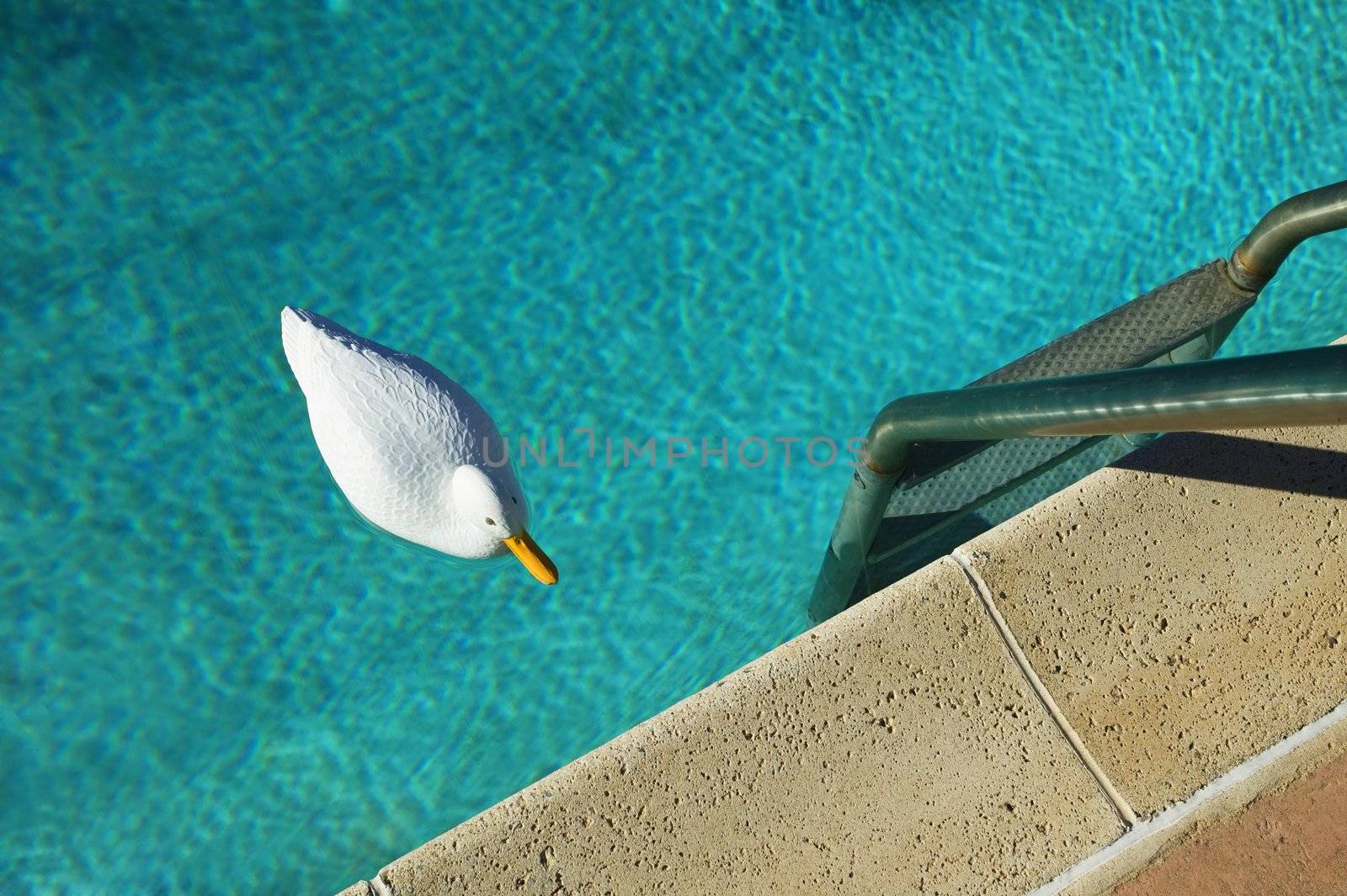 Swimming Pool with Plastic Duck by Creatista