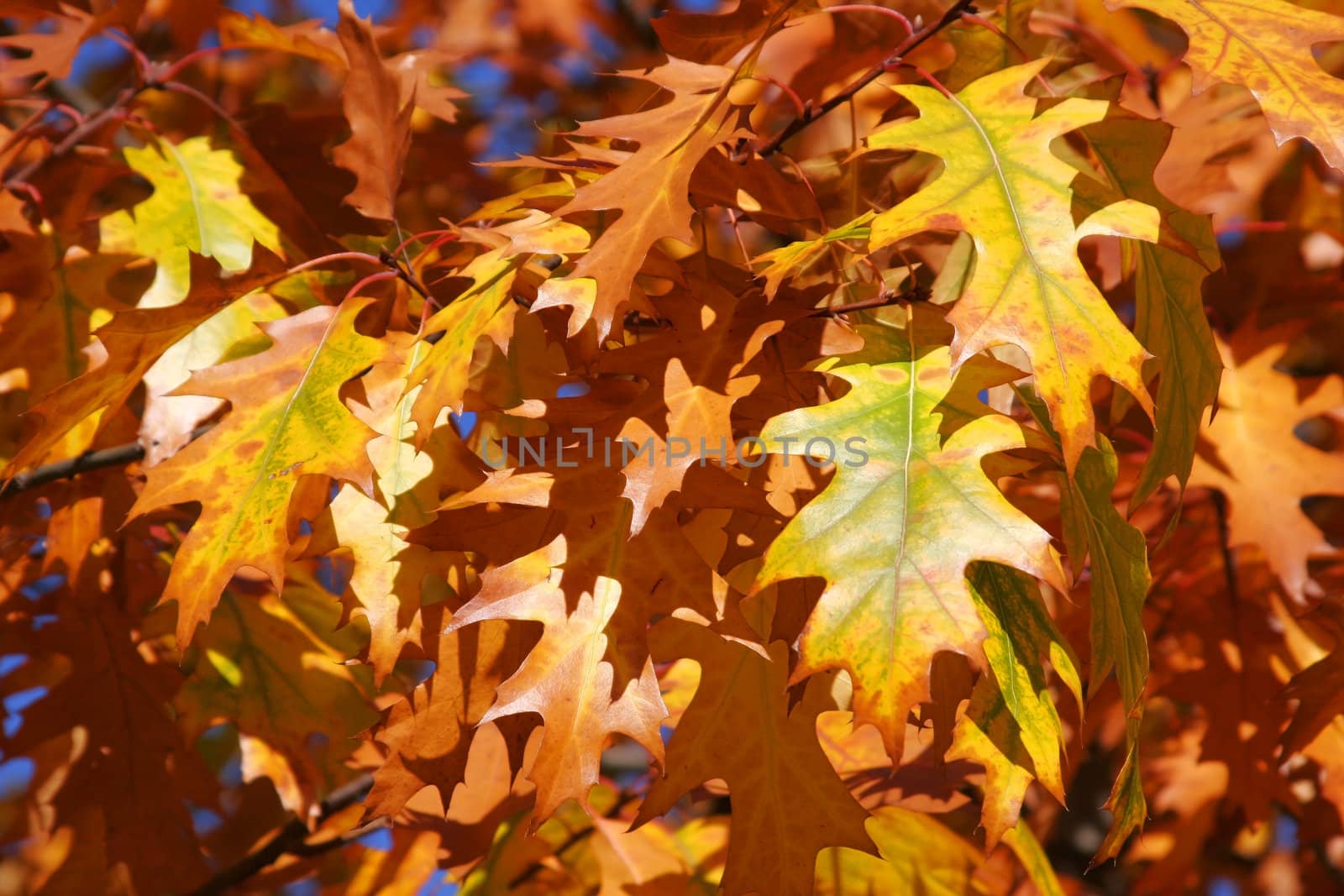 Autumn fall leaves against a blue sky