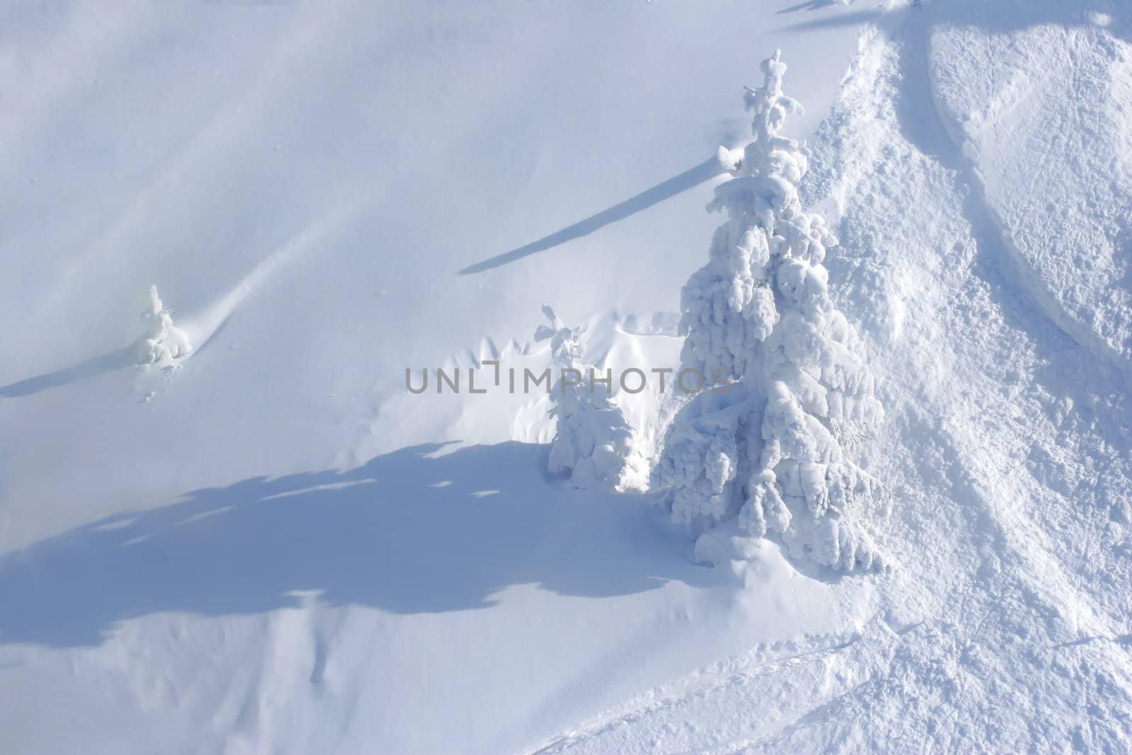 Pine tree covered by snow