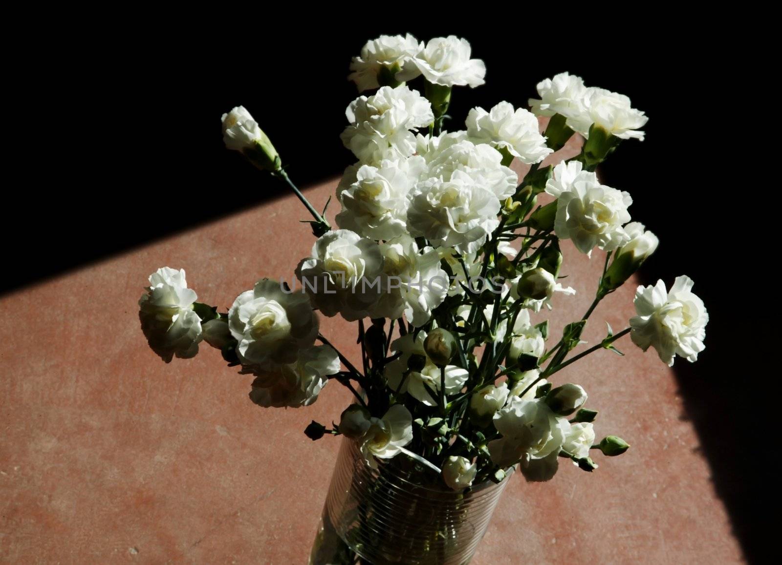 White carnations with hard side-light and strong, dramatic shadow.
