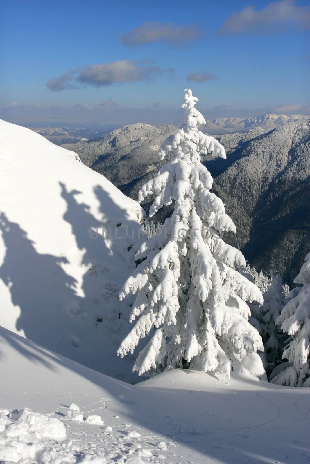 Pine tree covered by snow