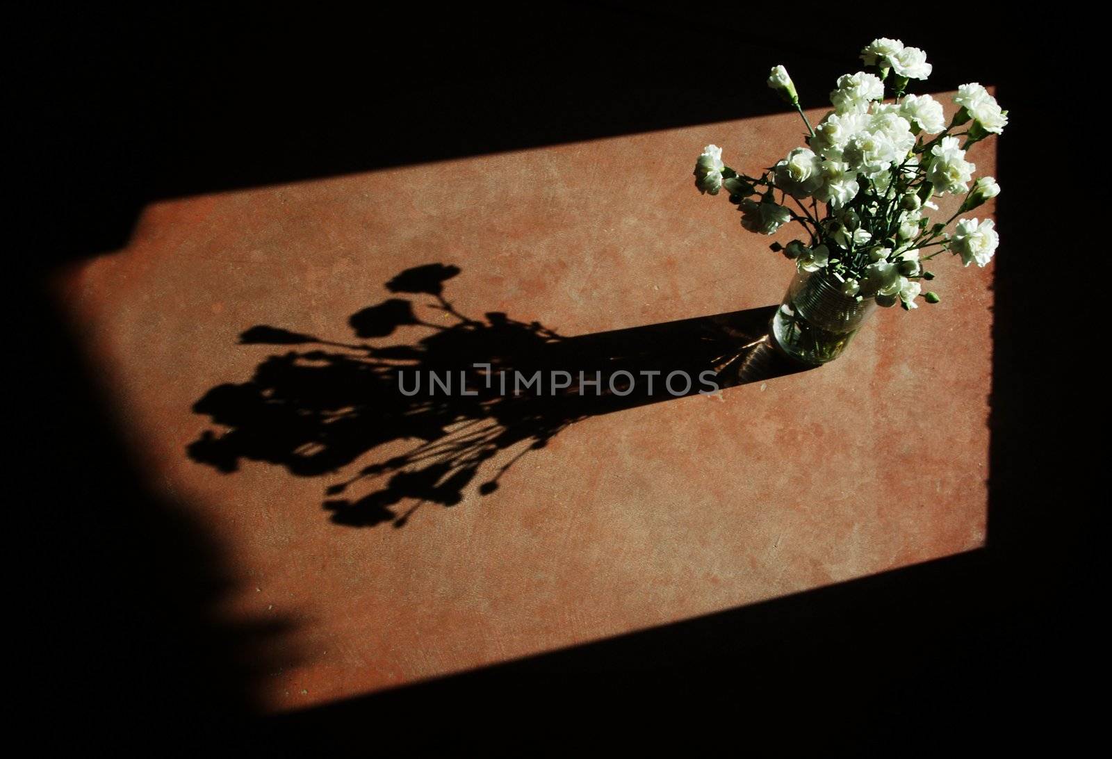 White carnations with hard side-light and strong, dramatic shadow.