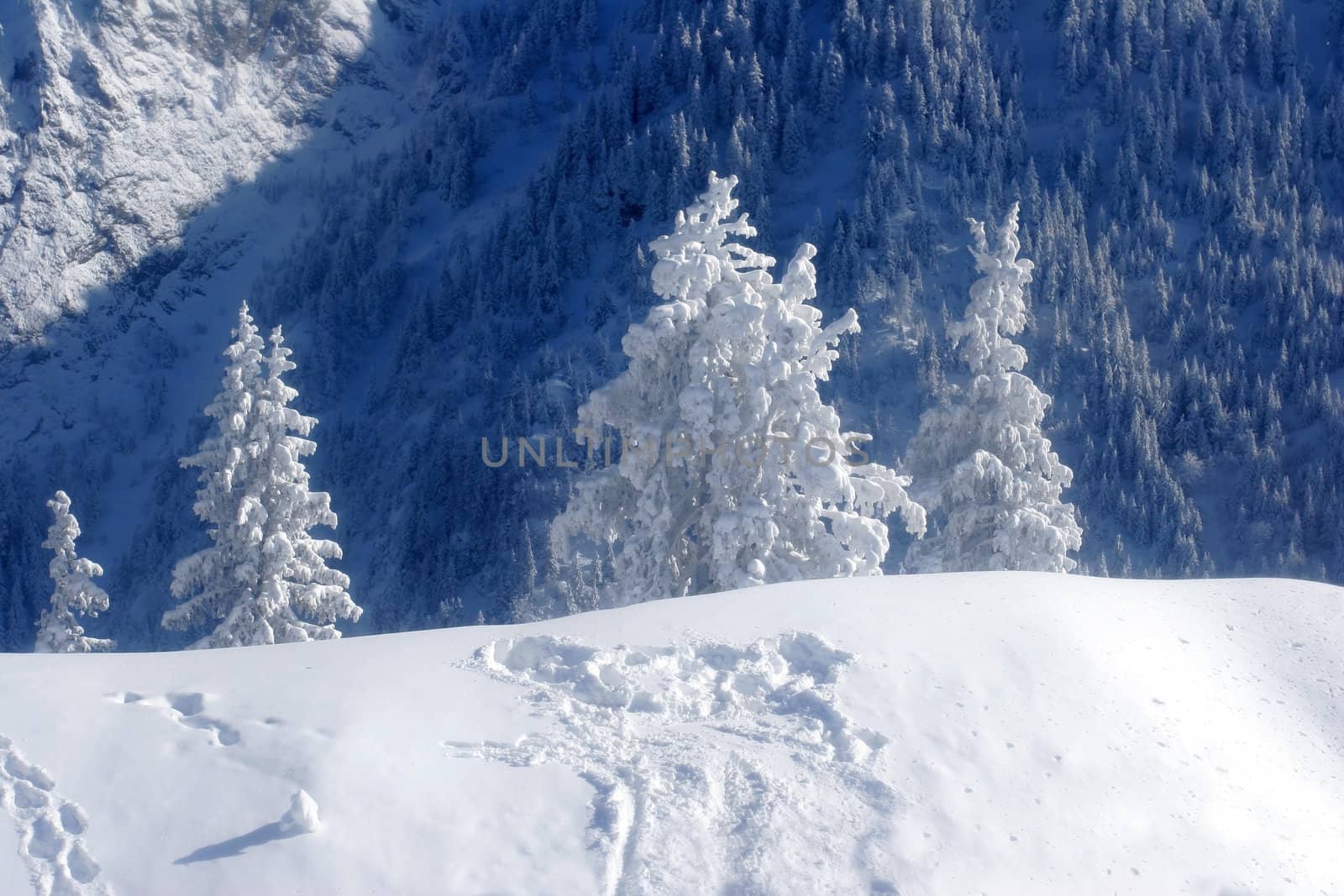 Pine trees covered by snow