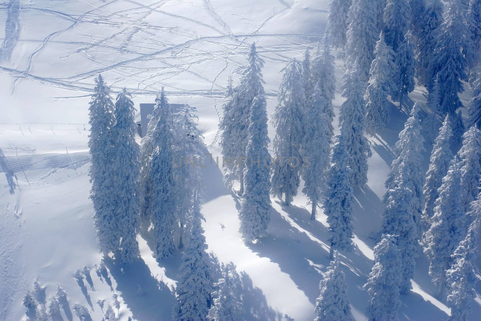 Pine trees covered by snow