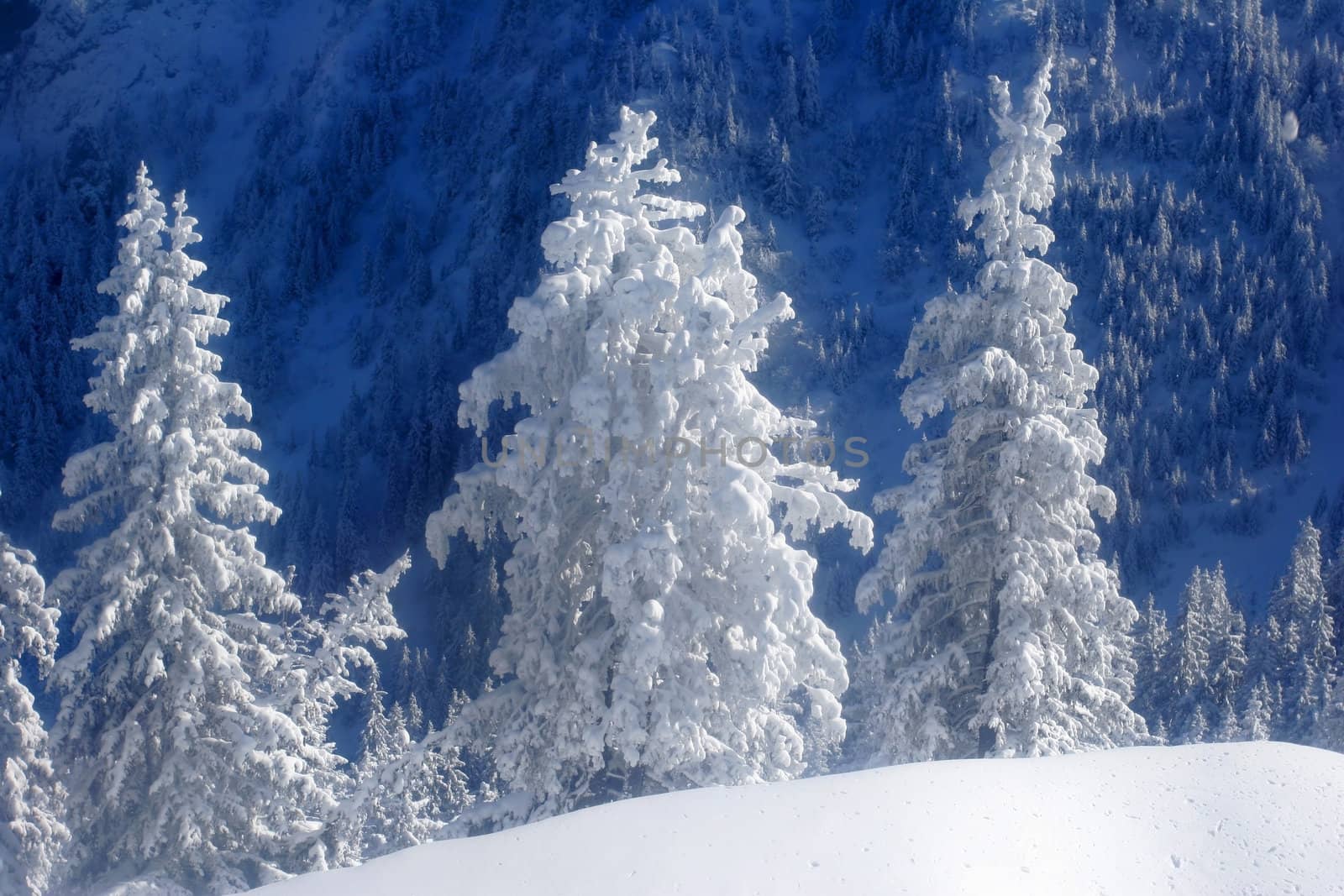 Pine trees covered by snow