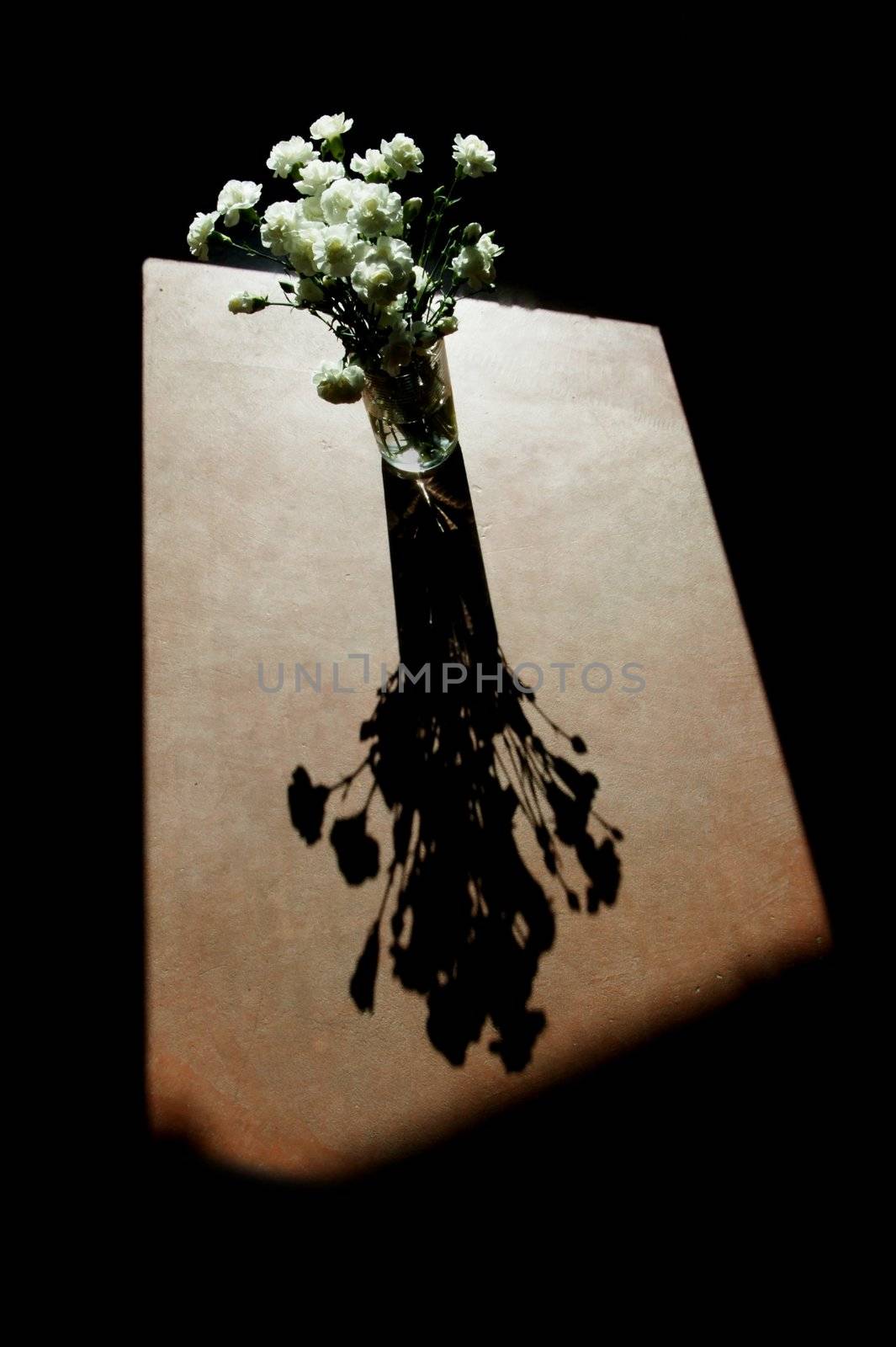 White carnations with hard side-light and strong, dramatic shadow.