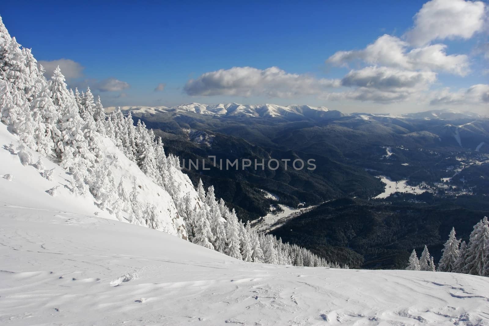 Winter landscape with snow covered pine trees.