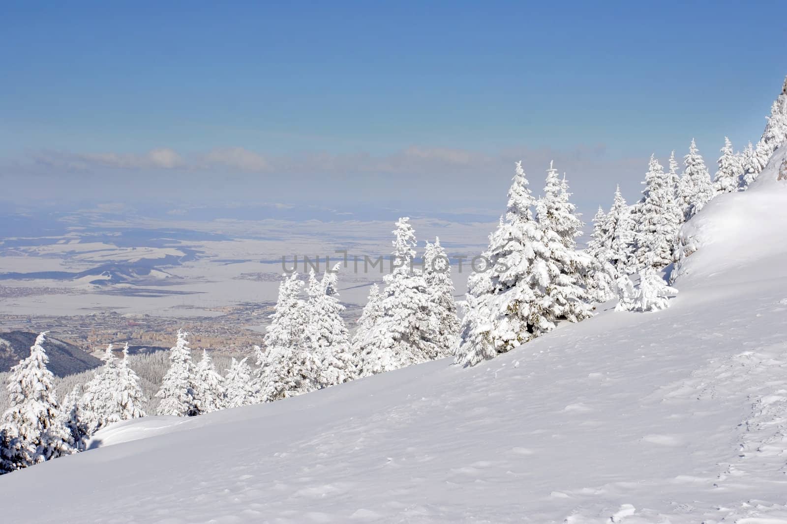 Winter landscape with snow covered pine trees.