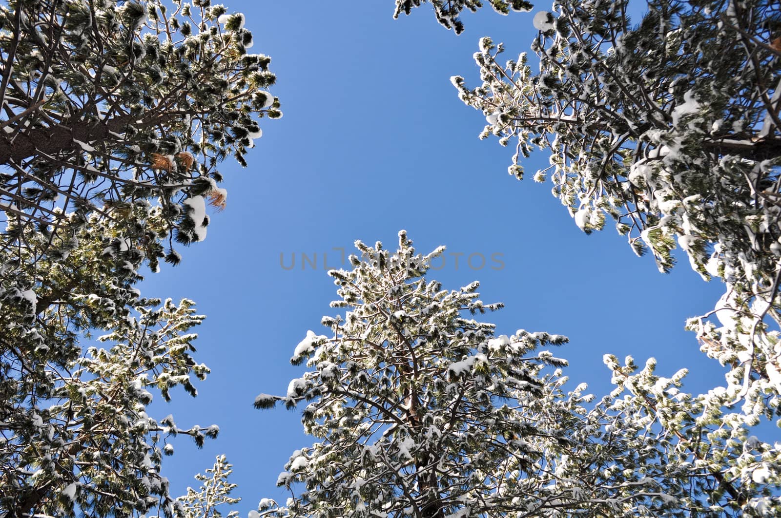 Snow Covered Trees and Blue Sky