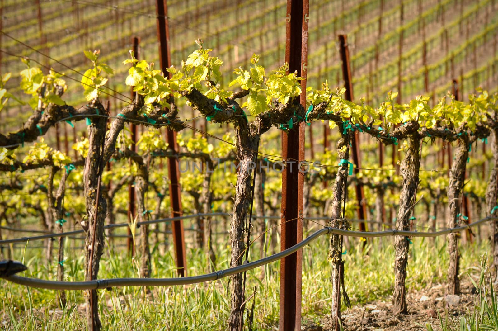 Wine Vineyard in the Spring by bbourdages