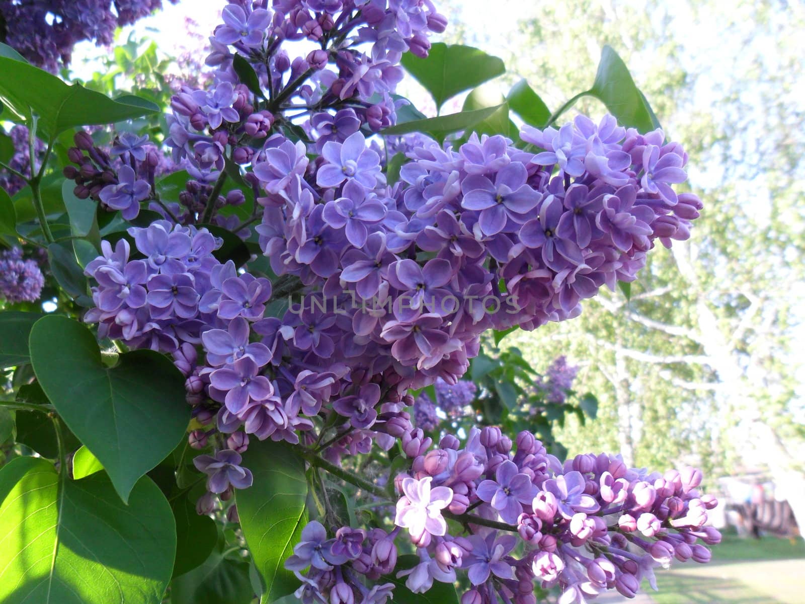 Lilac by vlad00mir