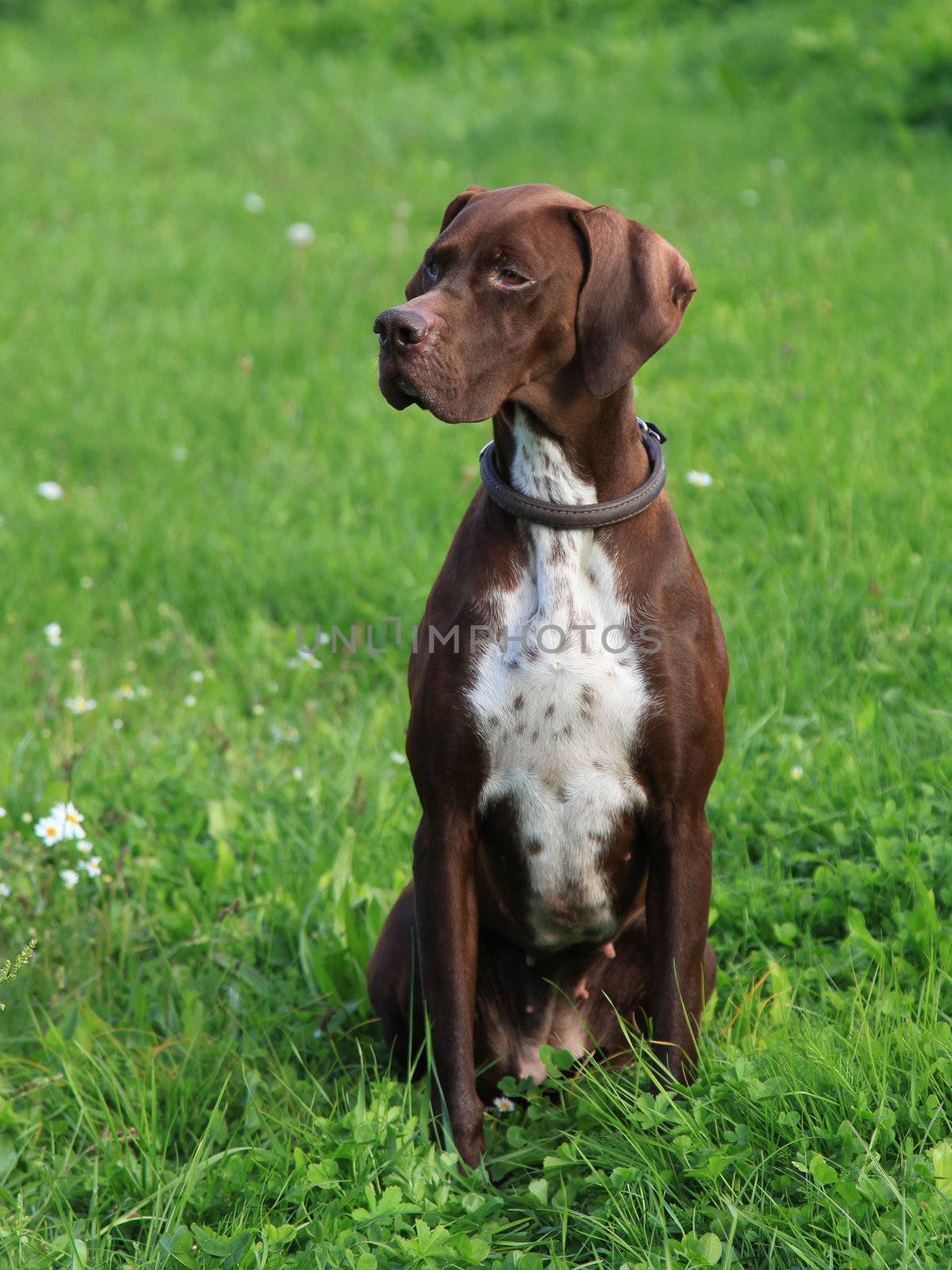 The portrait of English Pointer on the meadow