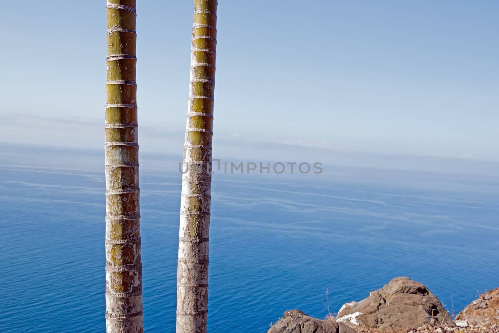 Bamboo in front of the Atlantic Ocean, Madeira