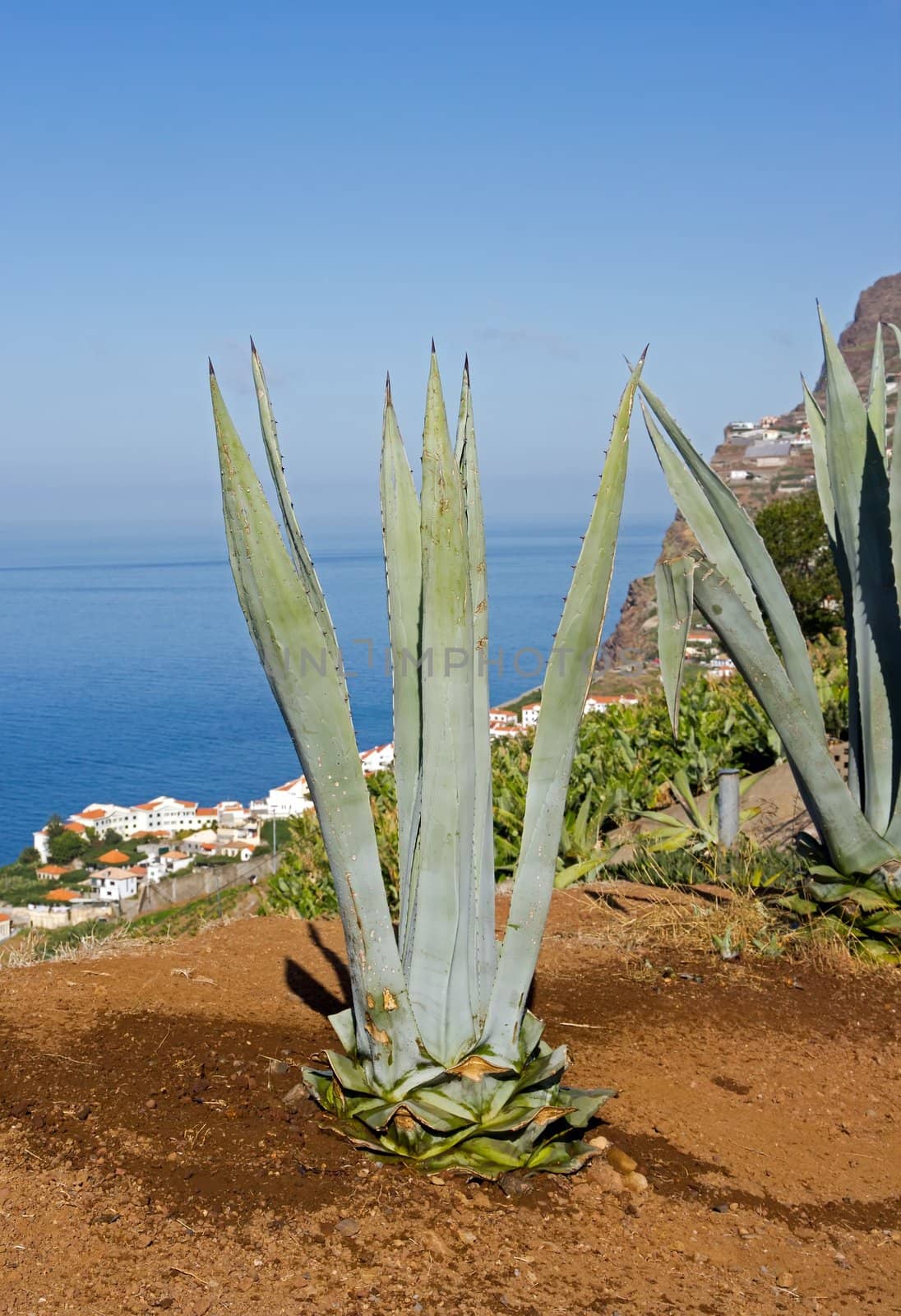 Aloe in front of the sea  Madeira