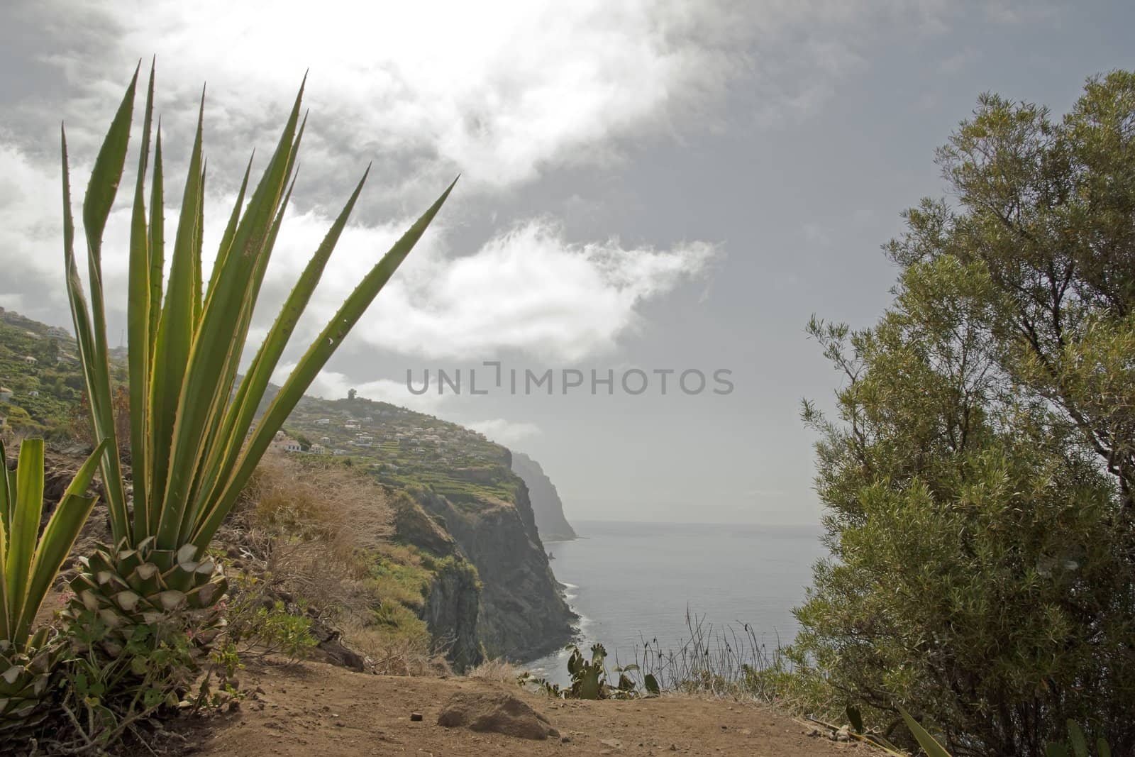 wild nature, west coast of Madeira