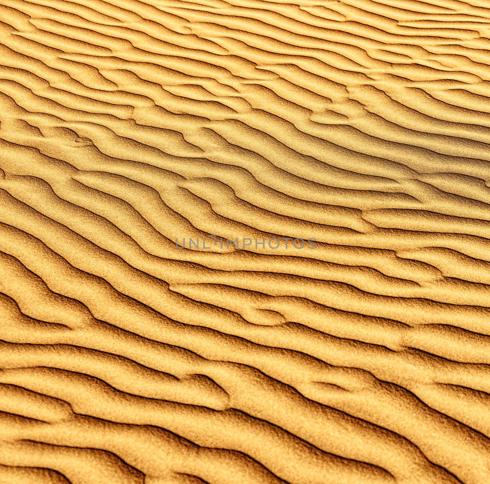 Sand and dunes of the Thar Desert.  by vladimir_sklyarov