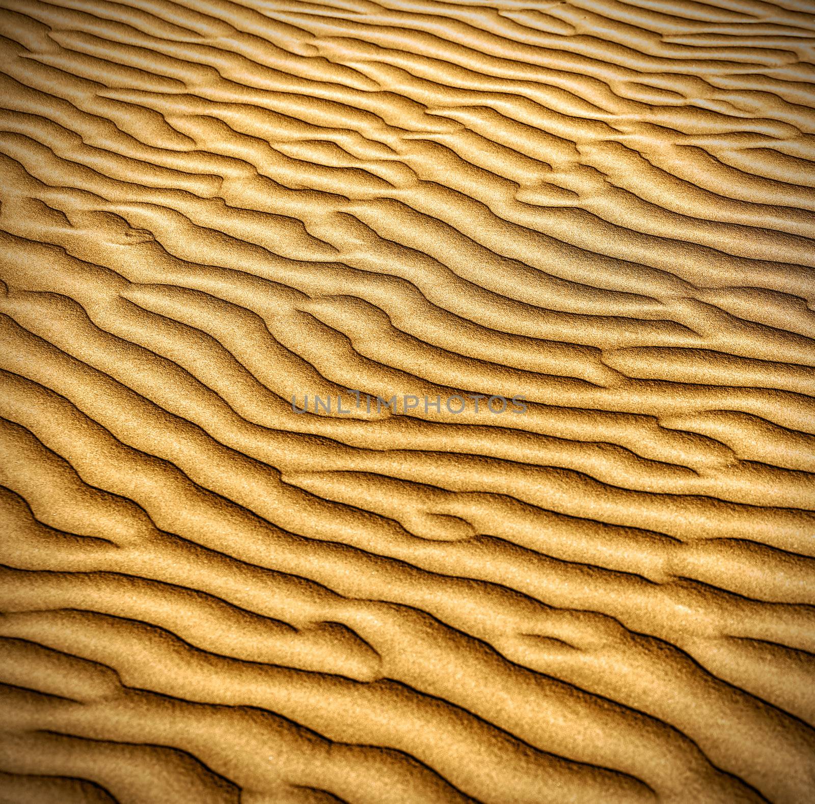 Sand and dunes of the Thar Desert.  by vladimir_sklyarov