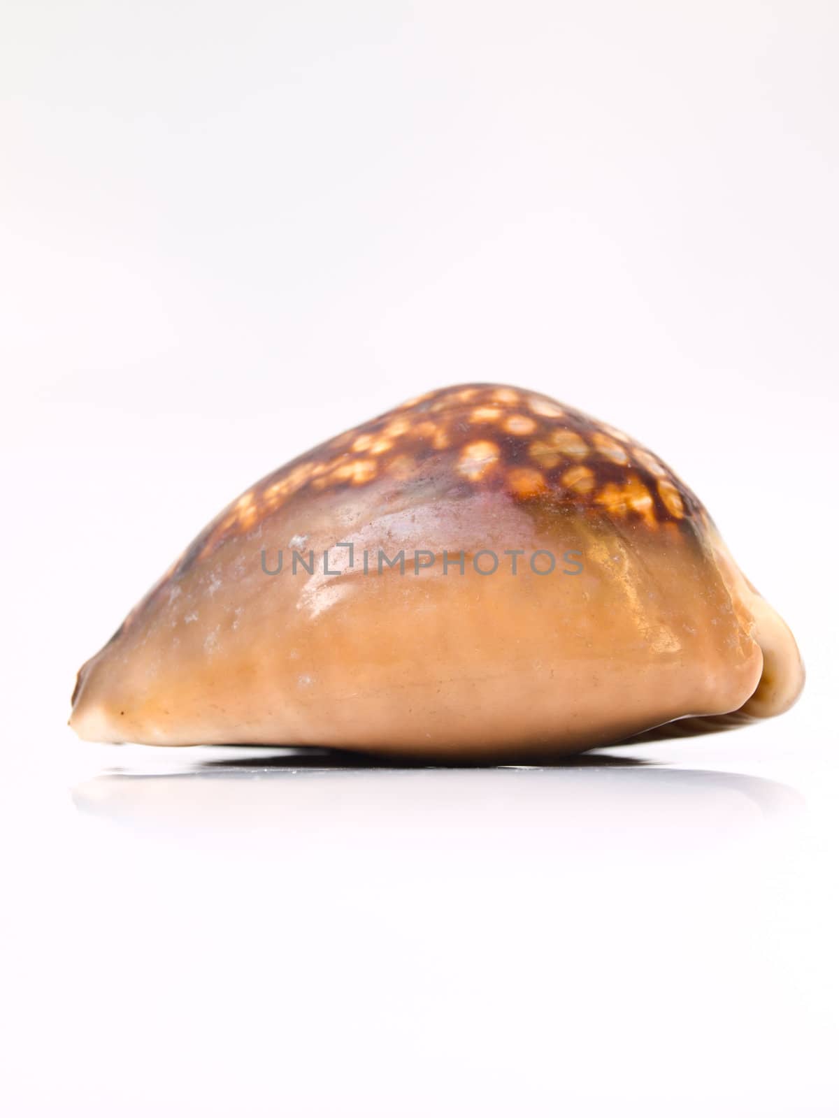 A brown sea shell from Andaman sead