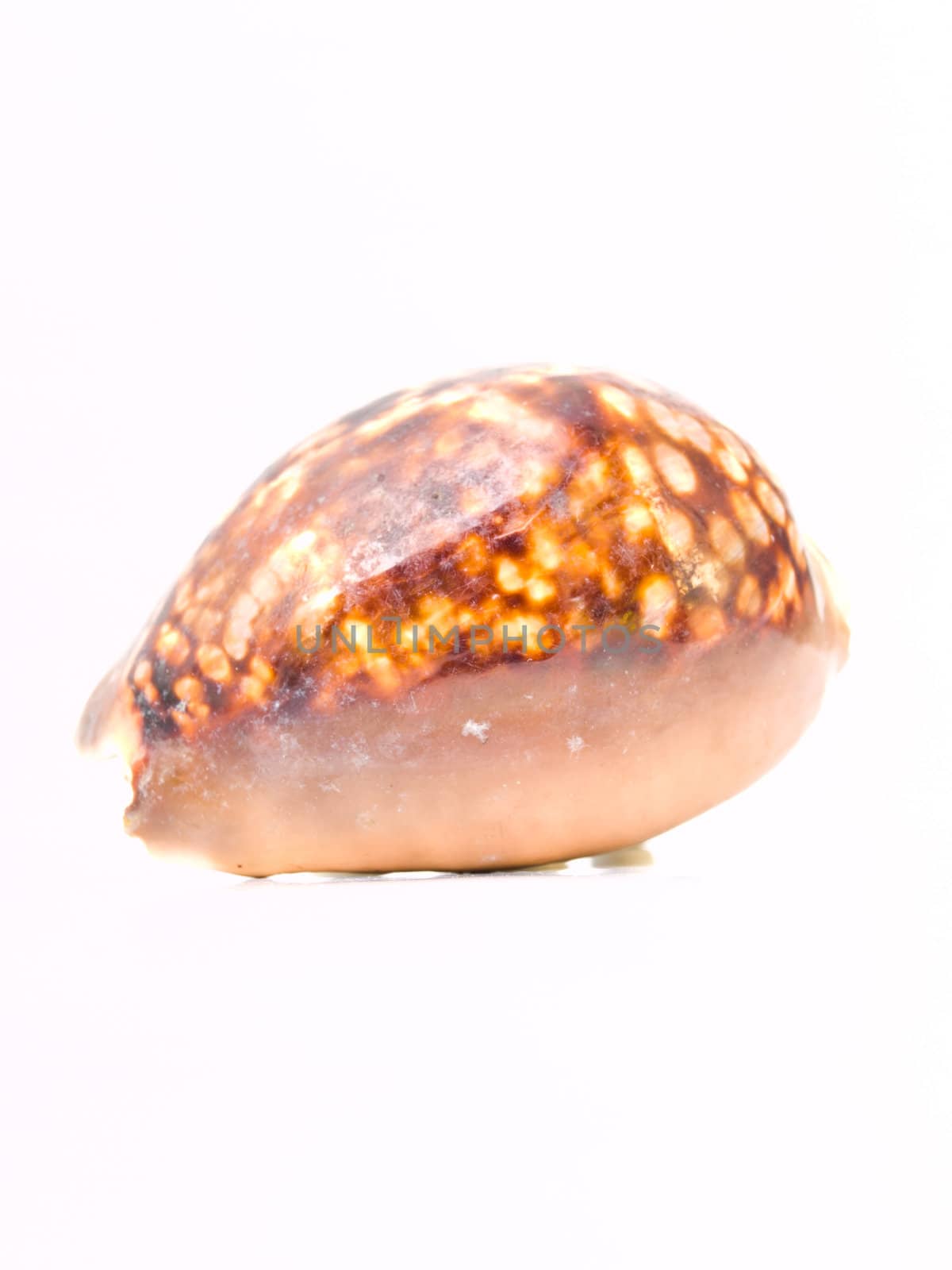 A brown sea shell from Andaman sead