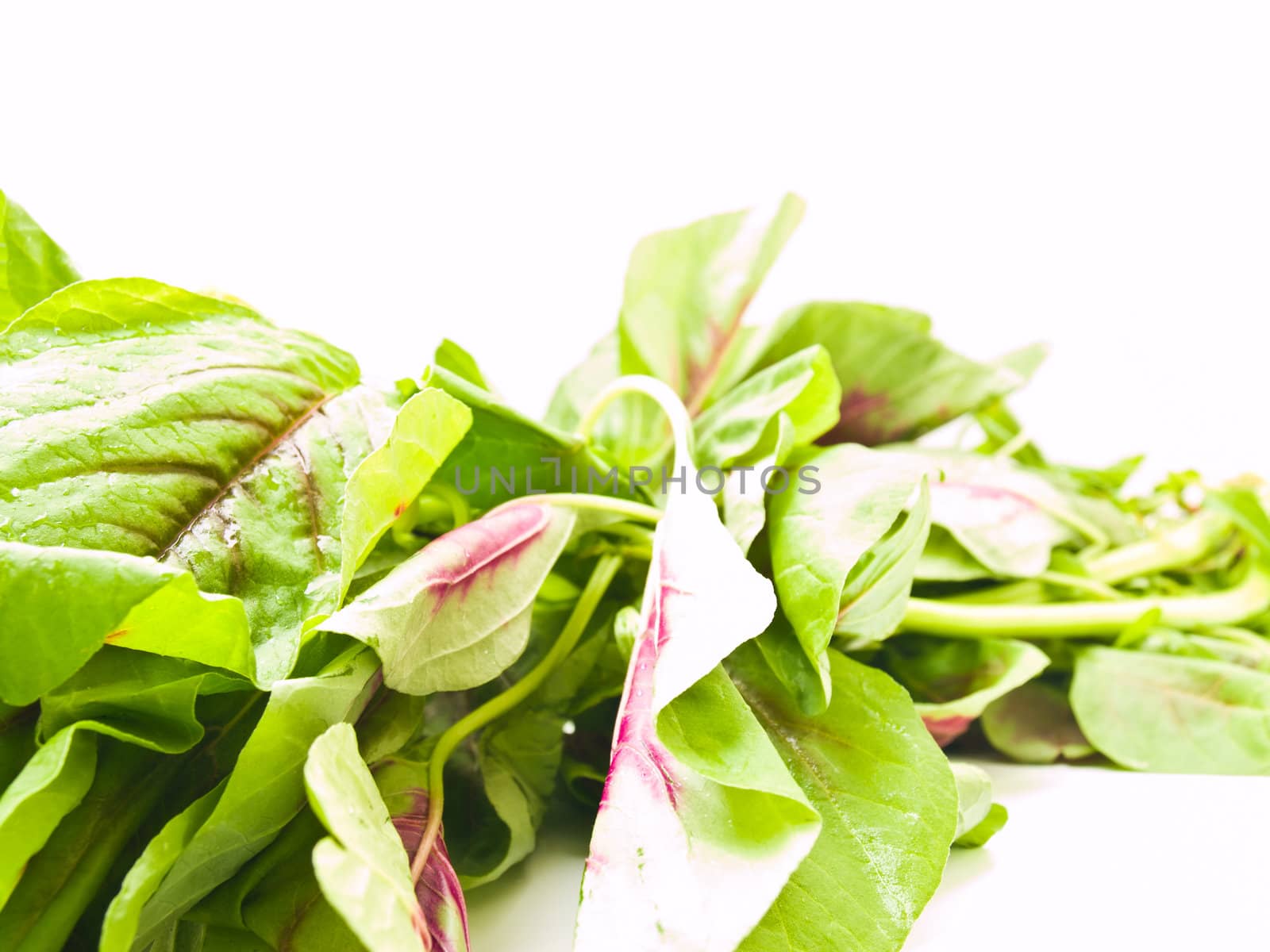 Fresh spinach leaves