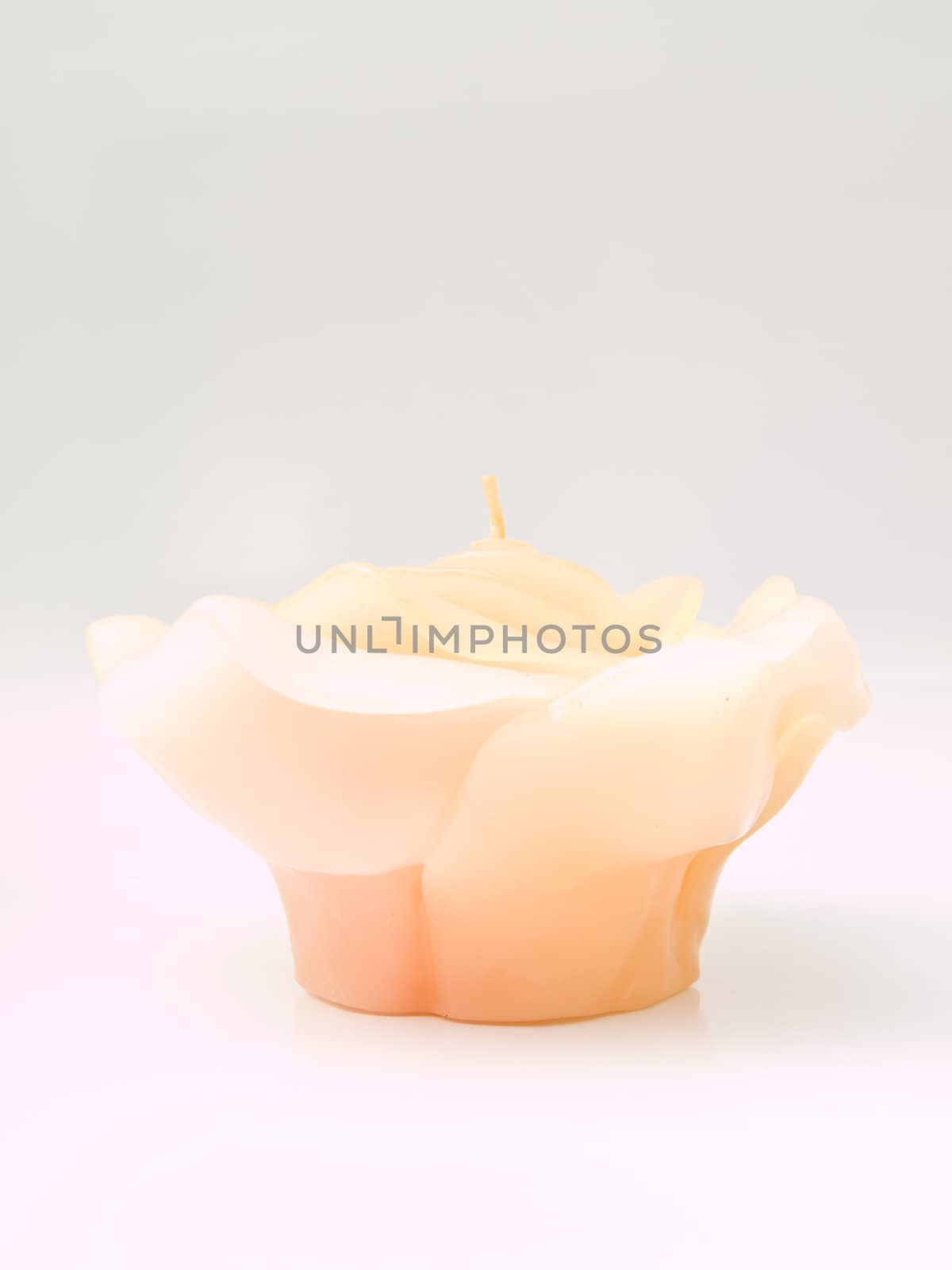 A light pink rose's candle isolated on white background