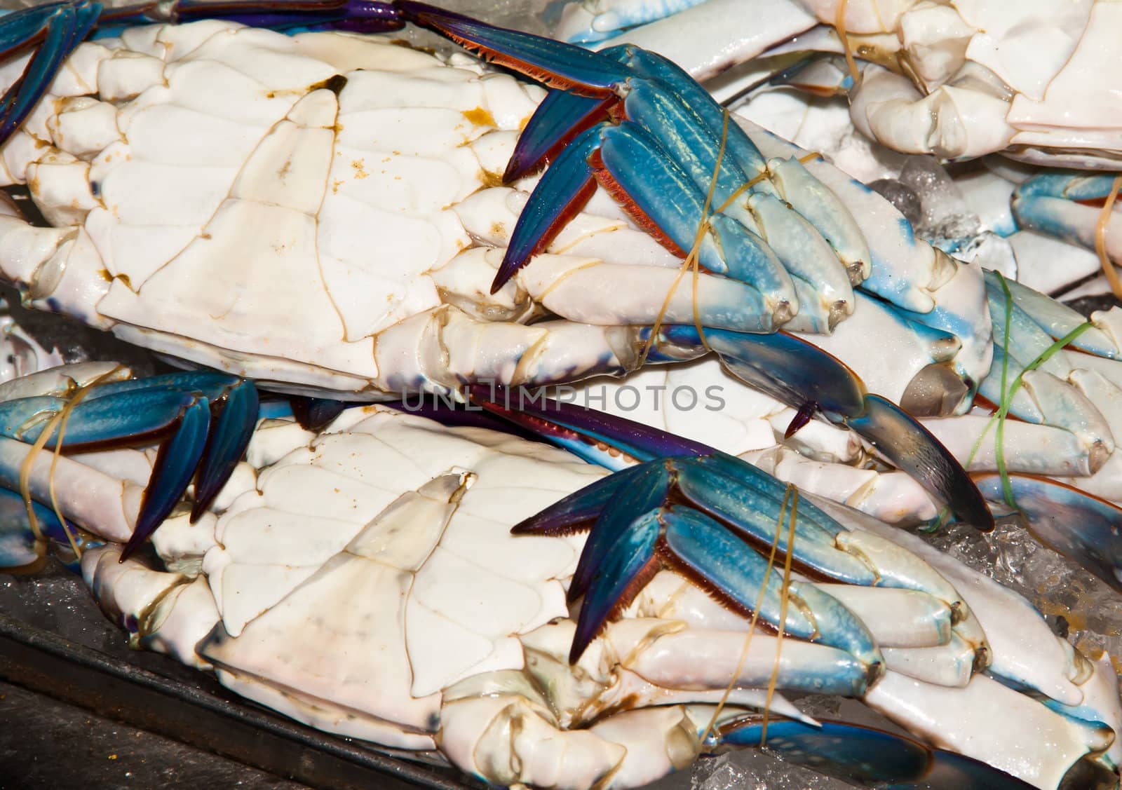 Sea crab was taken from the sea and immersed in ice in a plastic tray.