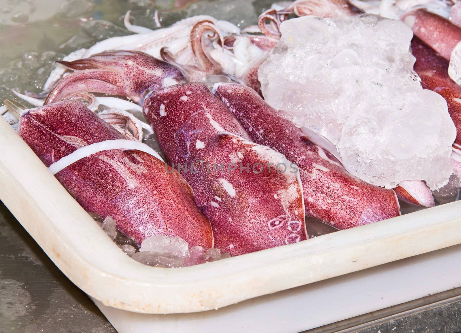 Squid was taken from the sea and immersed in ice in a plastic tray.