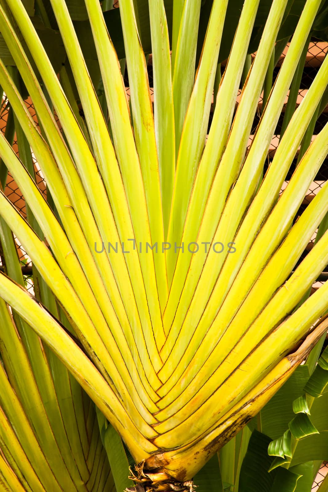 The banana stem. Arranged like a fan.