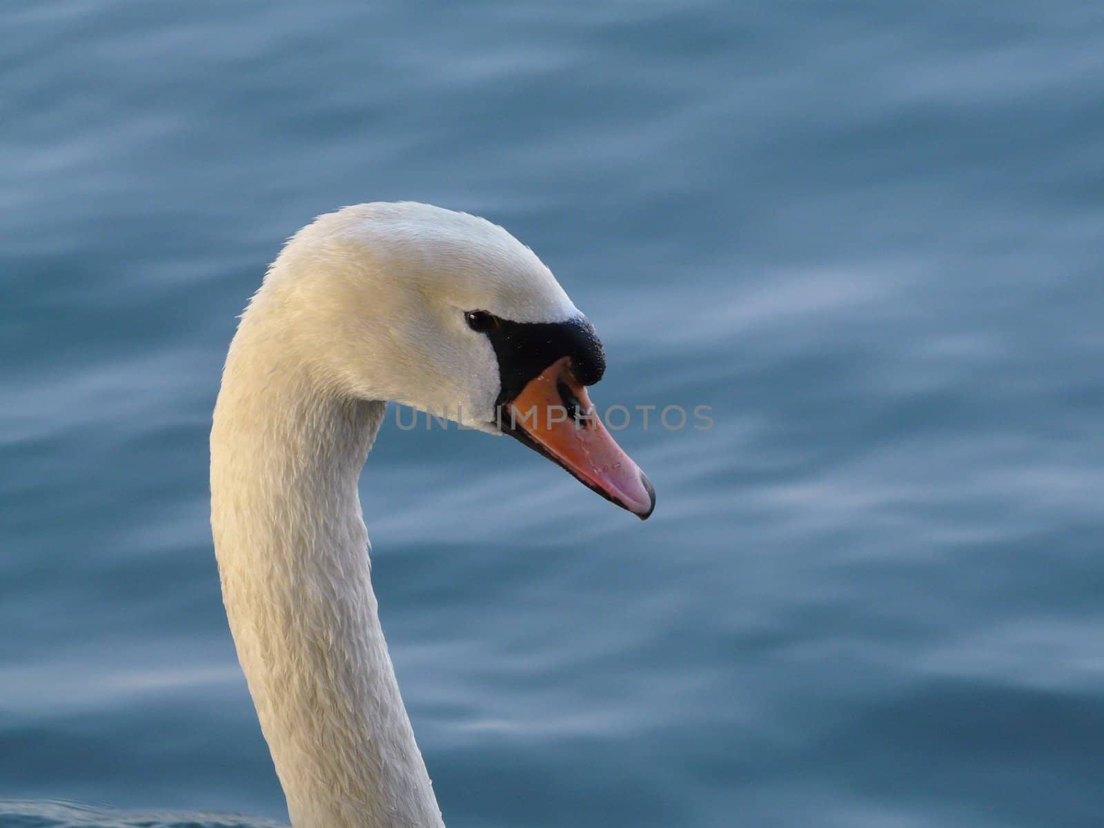 swan by ThomasLaunois