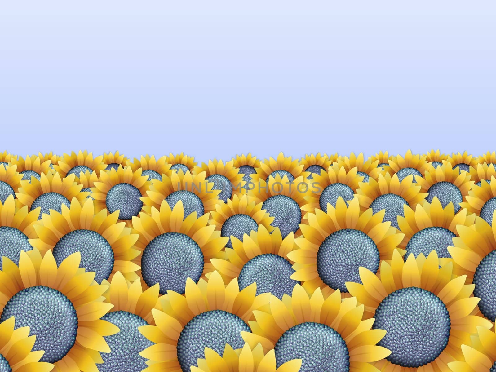 Illustration of a field full of sunflowers