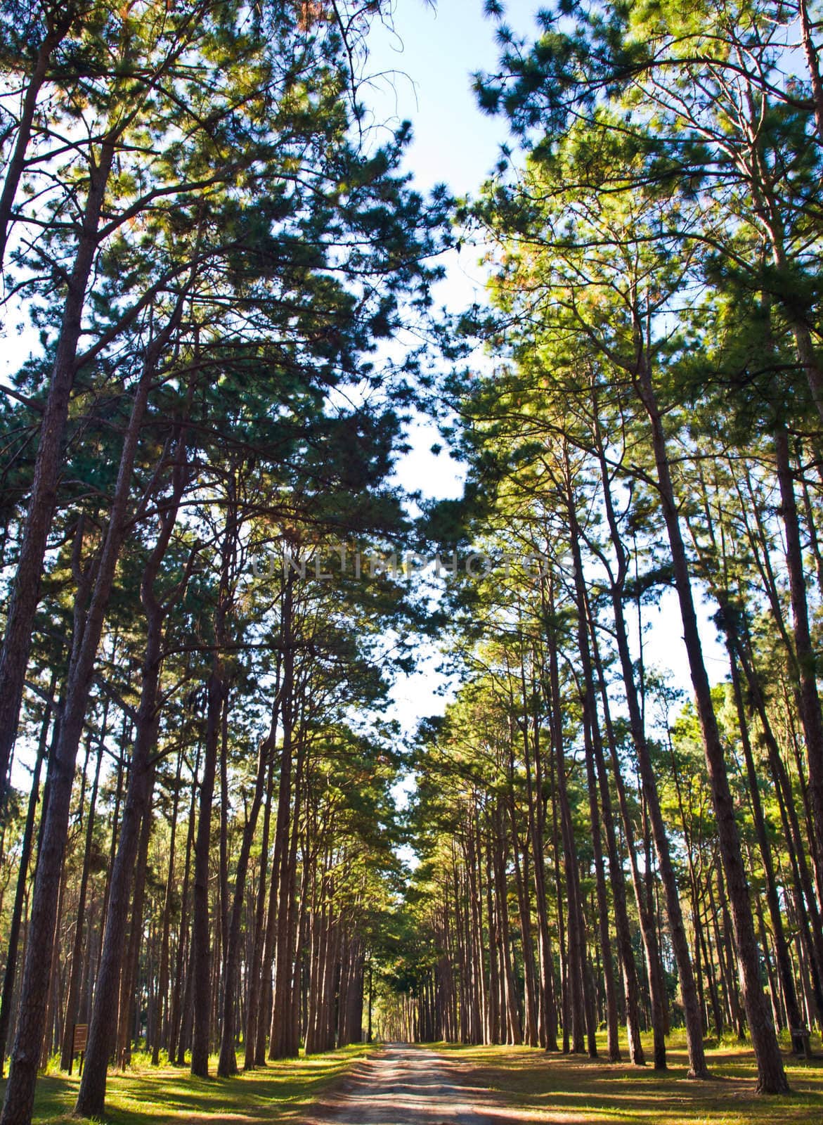 Path Through Tall Pine Trees Forest by gururugu