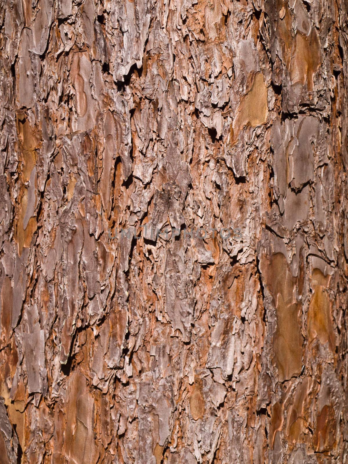 Pine tree texture Close-up view