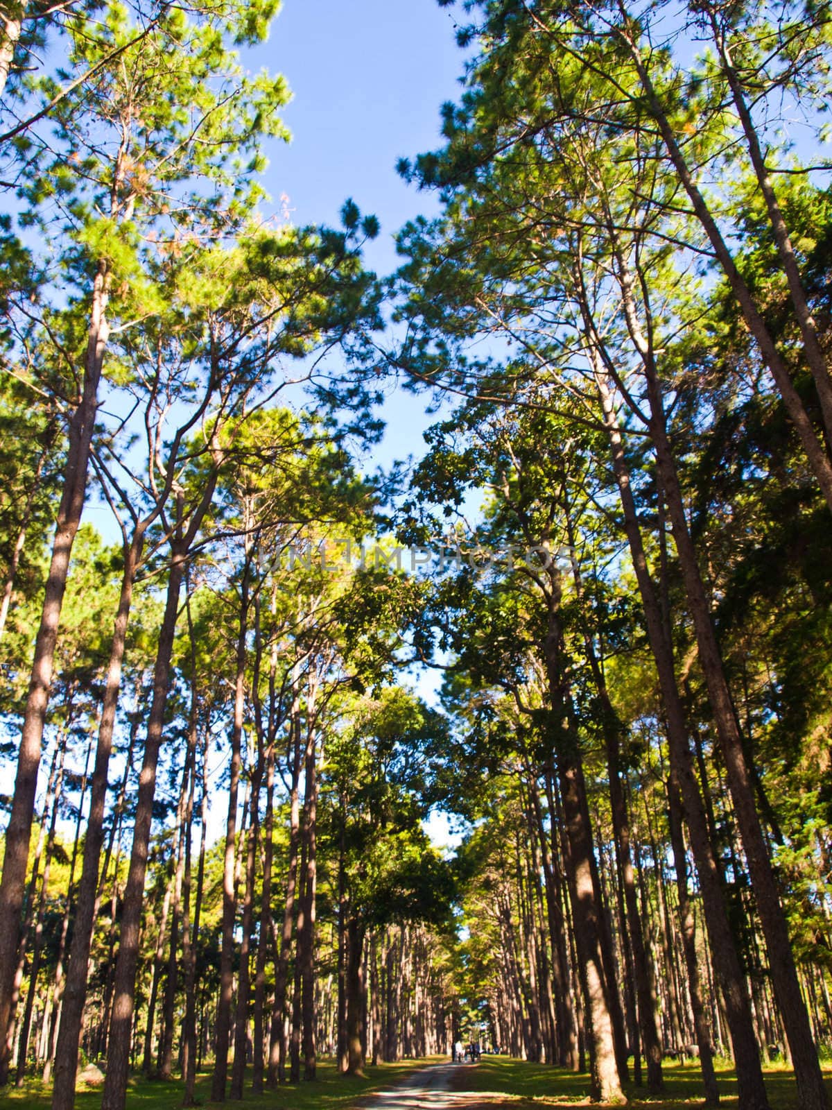 Pine Trees Forest by gururugu
