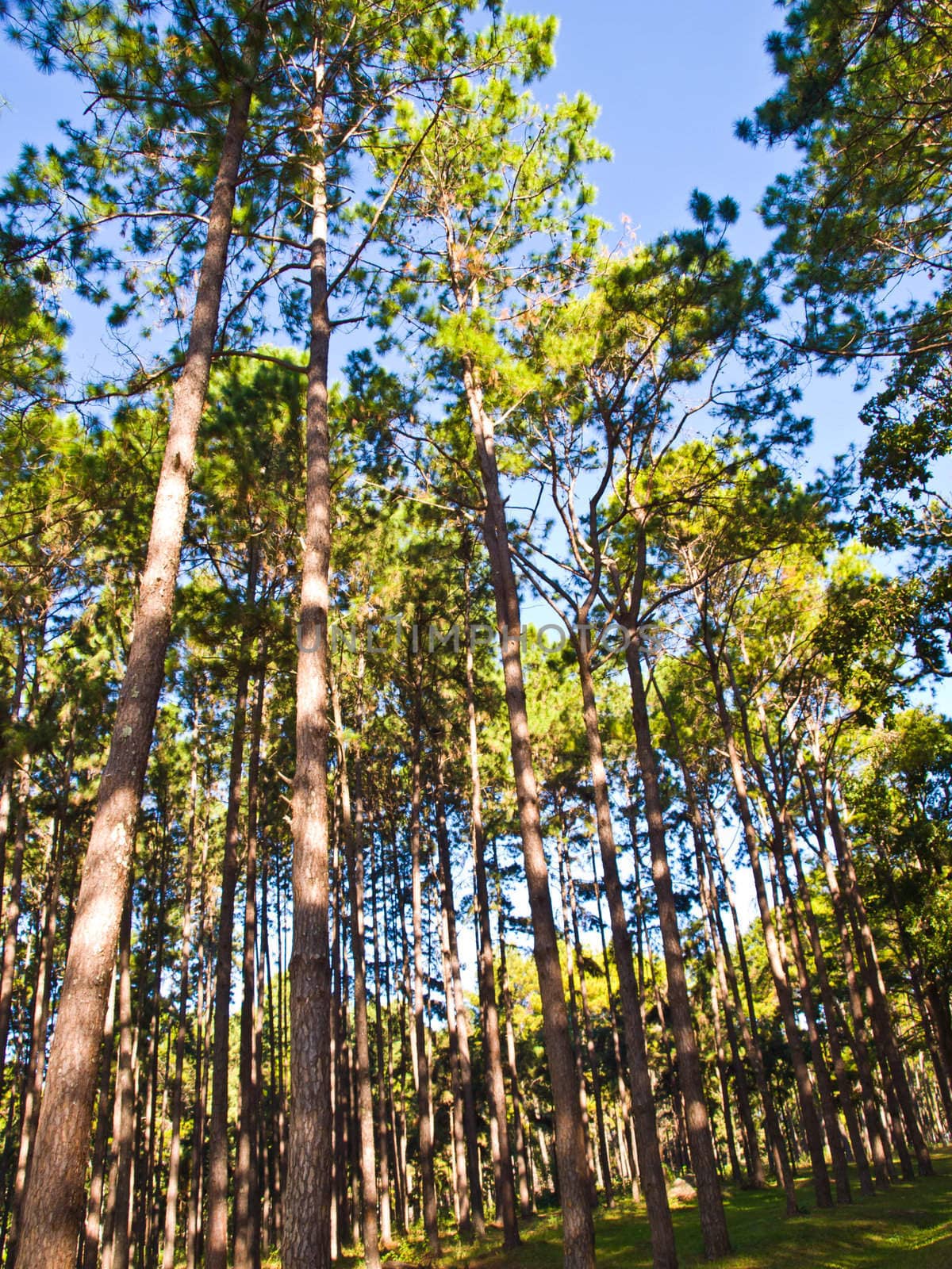 Pine Trees Forest by gururugu