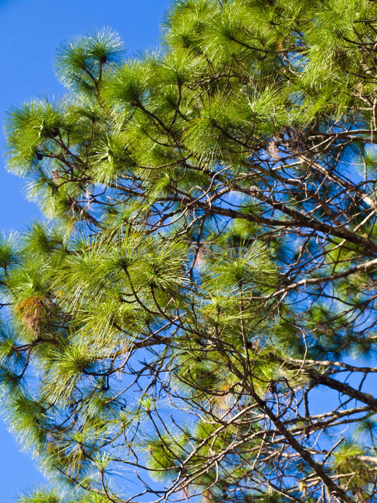 Pine Tree leaves over the blue sky by gururugu