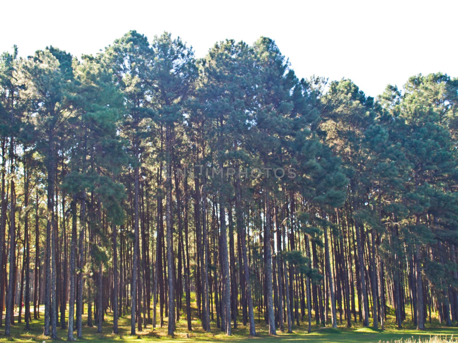 Pine Trees forest by gururugu