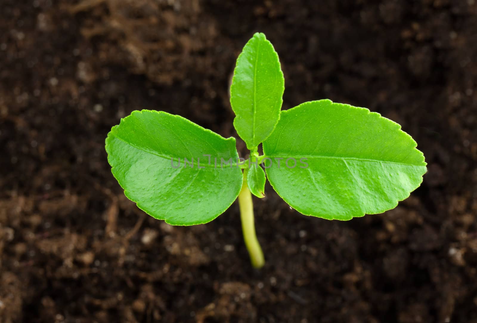 Small orange tree.